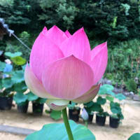 蓮の花