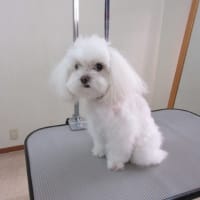 アンディくん　チャックくん　まる子ちゃん