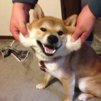 頬袋