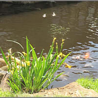 image4202　鯉集合