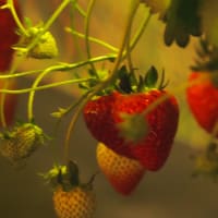 星空のいちご園🍓　幸せGET!!