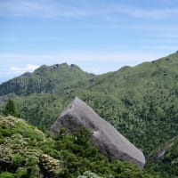 矮小化した高山植物がいっぱい！【九州百名山：屋久島黒味岳登山】