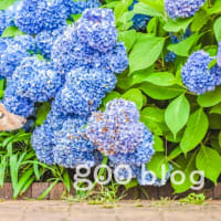 続　オガちゃん先生の始まり