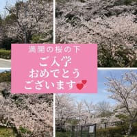 満開の桜の下　ご入学おめでとうございます ٩(๑>∀<๑)۶🎉
