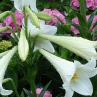 大鐘家の紫陽花