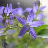 地上の蒼い星きらり。
