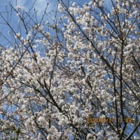 我が家の桜は〈六、七分咲き〉かな。