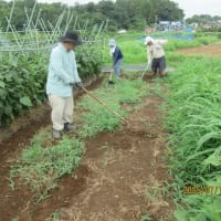 草刈りと大麦の種まき