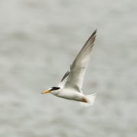 沼の鳥