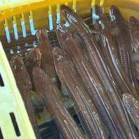 「ウニ口開け」につき…