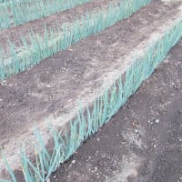 長ネギの１回目の追肥と土寄せ