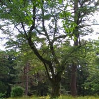 蒼紫の森はすっかり、深緑に