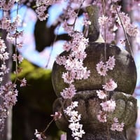 興禅寺の時雨桜