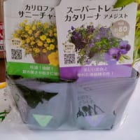 紫陽花と届け物