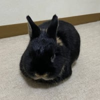 週刊すばる vol. 151