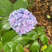 涼しい一日