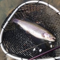 サクラとニジマス釣り・・・