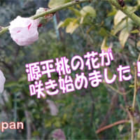 京都・・🌸🌸源平桃の花咲き始めました・・ミツバチさん救助＆ハマるお好みサラダ