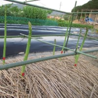 アスパラガスの収穫と立茎栽培