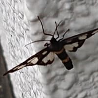 カノコガ