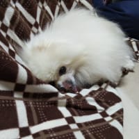 いつもと違った年末年始（２）