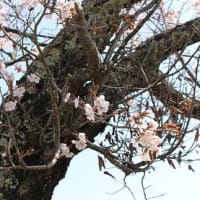 桜咲く（5月7日）