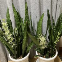 サンセベリアの開花