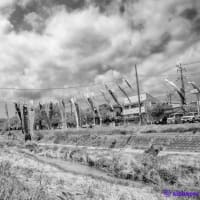 Monochrome 2783