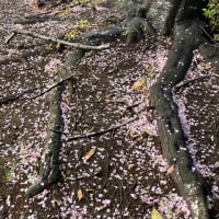 花弁