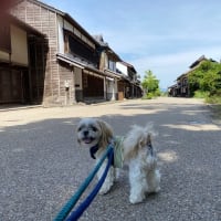 新緑の頃。