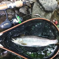 ちょっとヤマメ釣りへ、長澤さんです