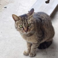 通常猫好きおやじに戻りました