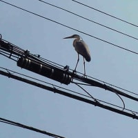 サギが電線に