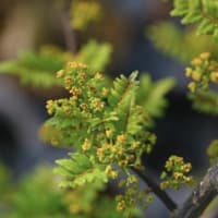 花山椒