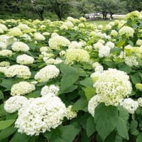 アナベルが咲き出してました