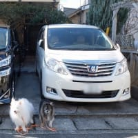 アルハイ君さようなら、ヴェルハイ君こんにちは