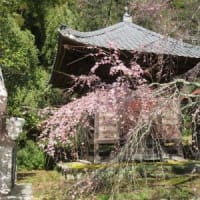 成願寺の桜