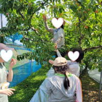 さくらんぼ狩りを楽しんできました～🍒