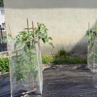 トマトの背が伸びて