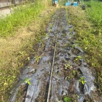 ピーマン定植など