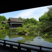 平安神宮の花菖蒲