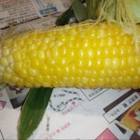初🌽トウモロコシ
