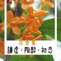 金木犀がキレイですね
