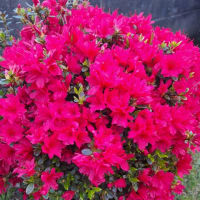 うすい山荘の庭の片隅に赤いツツジが咲いています。 今日、写真に撮りました。 ホームページはこちら usuisansou.com 