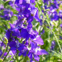 「相模原麻溝公園」では「アジュガ」が紫の花穂を披露中！！