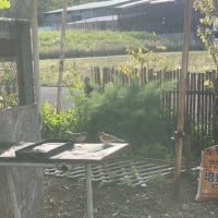 スズメがやってきた