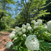 紫陽花の思い出