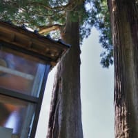 富山県南砺市、土山「土山熊野神社の杉２本」です！！