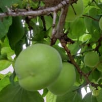 狭い庭にも自然の溢れる季節です