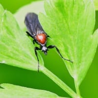 メスアカケバエ・他